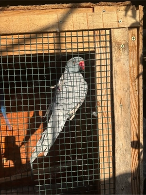 Papagali Micul Alexandru  - imagine 2