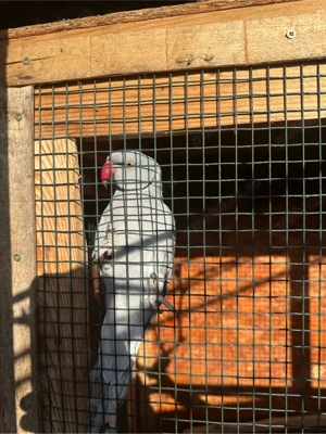 Papagali Micul Alexandru  - imagine 4