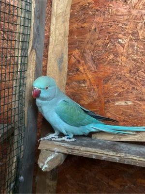 Papagali Micul Alexandru 