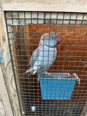 Papagali Micul Alexandru  - imagine 3