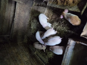 Purcei de vanzare - imagine 2