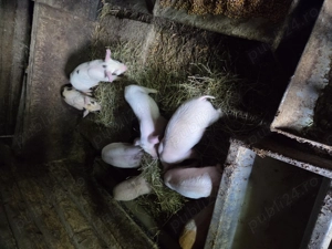 Purcei de vanzare - imagine 3