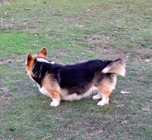 Welsh corgi pembroke - imagine 2