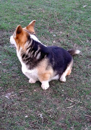 Welsh corgi pembroke - imagine 3