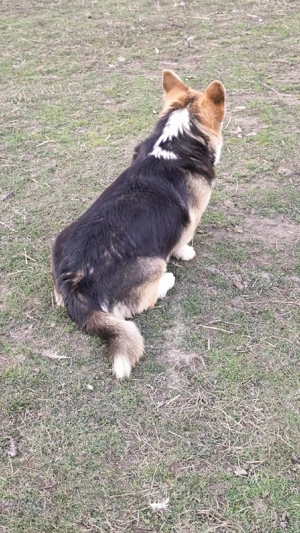 Welsh corgi pembroke - imagine 4