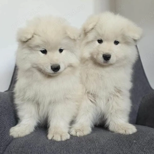 Pui Samoyed isi cauta familie iubitoare