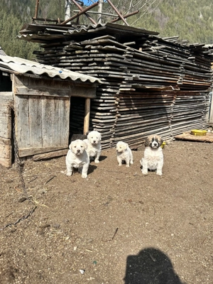 Căței Ciobănesc  - imagine 2