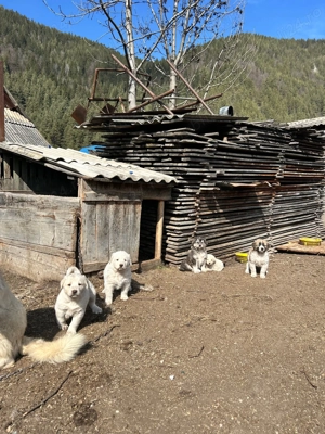 Căței Ciobănesc  - imagine 4