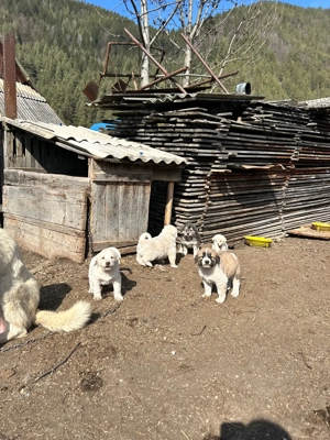 Căței Ciobănesc  - imagine 3