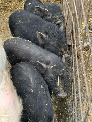 vietnamezi - imagine 3