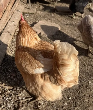 Vand gaina puicuta de tara mixta  - imagine 2