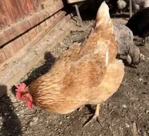 Vand gaina puicuta de tara mixta  - imagine 3