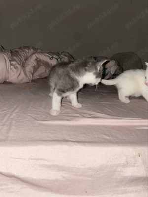 donez metis british - imagine 4