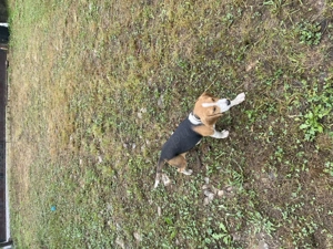 Cățelușa Beagle de vânzare 