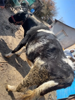 vand vaca in varsta de 4 ani , gestanta in 6 luni  - imagine 5