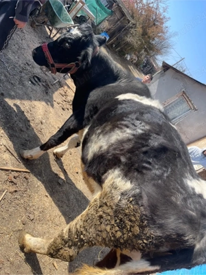 vand vaca in varsta de 4 ani , gestanta in 6 luni  - imagine 4