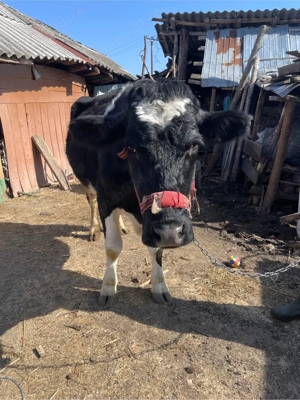 vand vaca in varsta de 4 ani , gestanta in 6 luni  - imagine 2