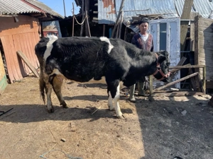 vand vaca in varsta de 4 ani , gestanta in 6 luni 