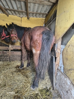 vand cal cadtrat in varsta de 7 ani jumatate  - imagine 3