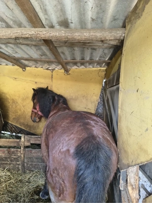 vand cal cadtrat in varsta de 7 ani jumatate 
