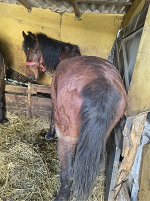 vand cal cadtrat in varsta de 7 ani jumatate  - imagine 4