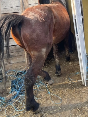 vand cal cadtrat in varsta de 7 ani jumatate  - imagine 2