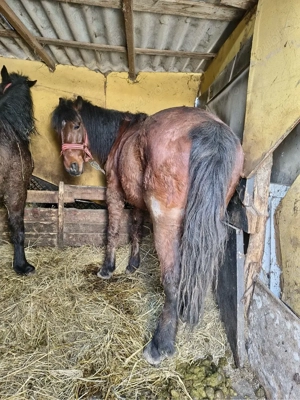 vand cal cadtrat in varsta de 7 ani jumatate  - imagine 5