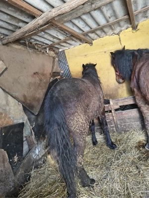 vand manza 1 an  - imagine 3