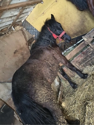 vand manza 1 an  - imagine 2