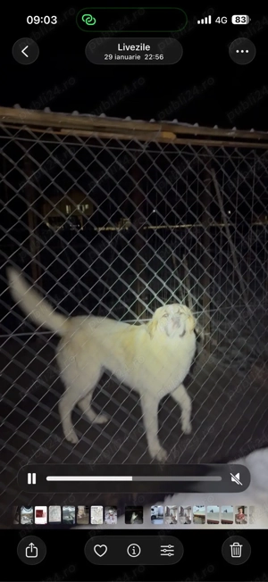 De vânzare   Femelă Ciobănesc de Asia Centrală (Alabai), 8 luni - imagine 2