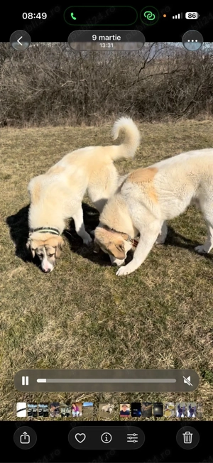 De vânzare   Femelă Ciobănesc de Asia Centrală (Alabai), 8 luni - imagine 3