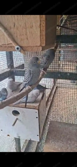 Peruși de vânzare  - imagine 5