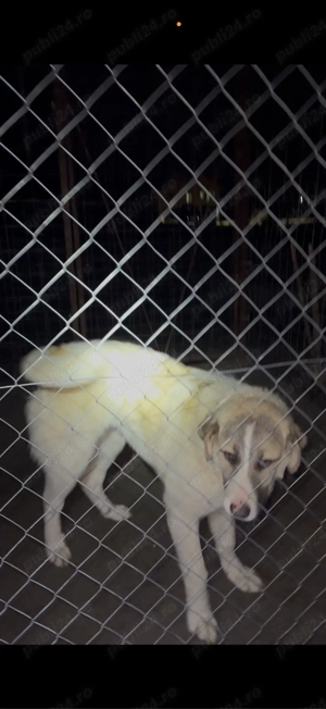 De vânzare   Femelă Ciobănesc de Asia Centrală (Alabai), 8 luni