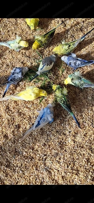 Peruși de vânzare  - imagine 3