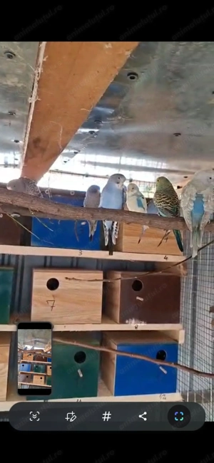 Peruși de vânzare  - imagine 9