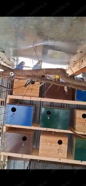 Peruși de vânzare  - imagine 2