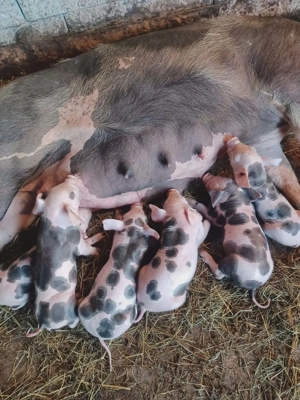 Vand scroafă cu purcei  - imagine 5