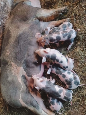 Vand scroafă cu purcei  - imagine 4