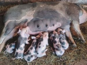 Vand scroafă cu purcei  - imagine 3