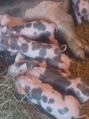 Vand scroafă cu purcei  - imagine 2