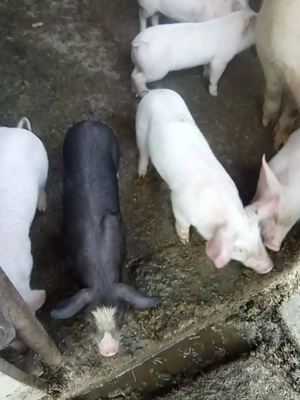 Disponibili 7 purcei de 8 săptămâni preț negociabil  - imagine 2