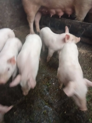 Disponibili 7 purcei de 8 săptămâni preț negociabil 