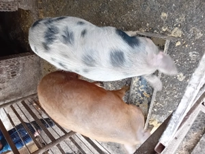 De vanzare doi porci  - imagine 3