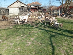 Disponibile spre vânzare un număr de 35 de capre efectiv complet cu ieduti și 2 țapi buni de montă a - imagine 4