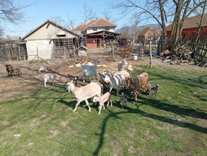 Disponibile spre vânzare un număr de 35 de capre efectiv complet cu ieduti și 2 țapi buni de montă a - imagine 2