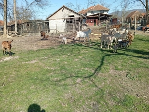 Disponibile spre vânzare un număr de 35 de capre efectiv complet cu ieduti și 2 țapi buni de montă a - imagine 5