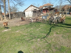 Disponibile spre vânzare un număr de 35 de capre efectiv complet cu ieduti și 2 țapi buni de montă a - imagine 3