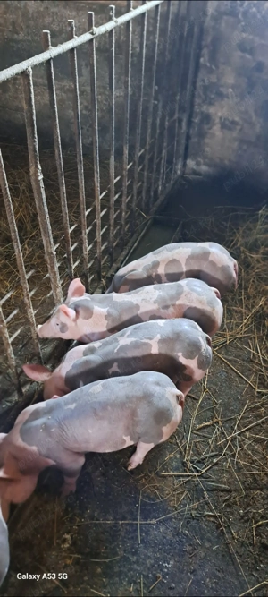 Scrofiță și vieruț pt.reproducție