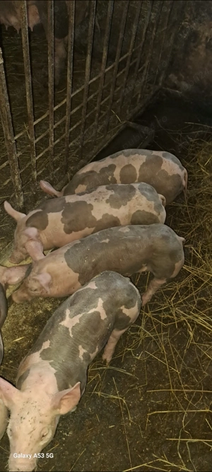 Scrofiță și vieruț pt.reproducție - imagine 5