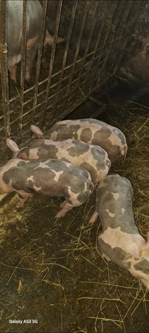 Scrofiță și vieruț pt.reproducție - imagine 4